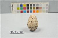 藏品(燕鷗卵)的圖片